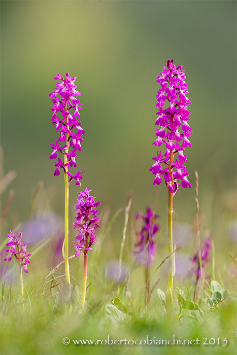 Anacamptis laxiflora?